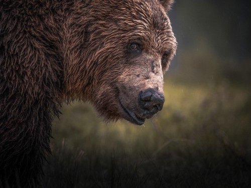 В Новосибирской области подвели итоги зимнего маршрутного учета диких зверей.