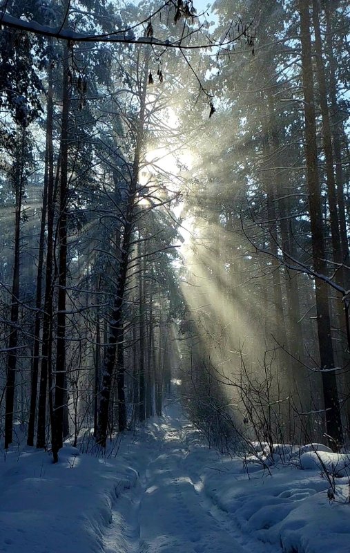 Лесные пейзажи