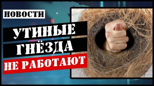 Зачем строить утиные гнёзда