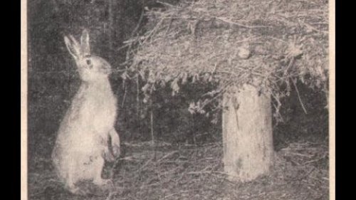 Биотехния в деле. Как привадить зайца и косулю. Biotechnology. How to adopt a hare and a roe deer