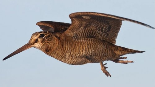 Тяга вальдшнепа woodcock