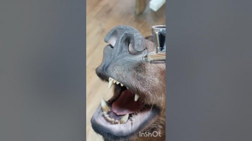 Процесс работы над трофейными головами бурого медведя.