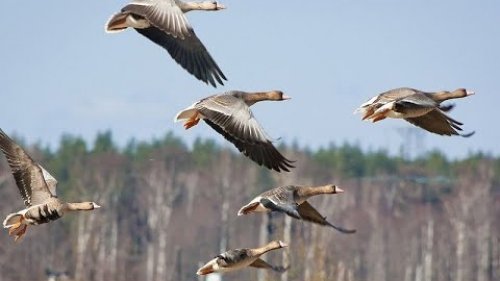 Как в Сибири гуся бьют. Четверо суток в Полях