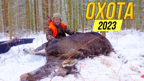 ОХОТА на ЛОСЯ 2023 / Загонная охота на лося / Розыгрыш охотничьей жилетки