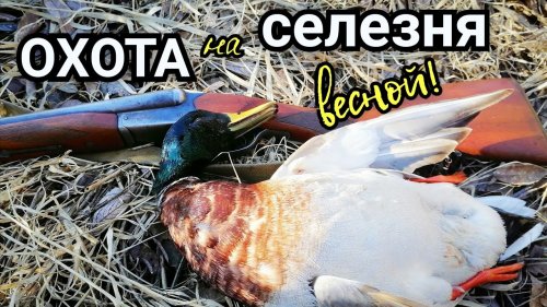 Весенняя охота на селезня! Первая охота с подсадной!  #весенняяохота  #охотасподсадной