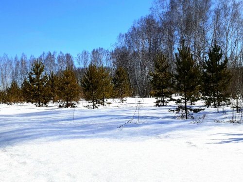 В весеннем лесу ещё снежно...   .