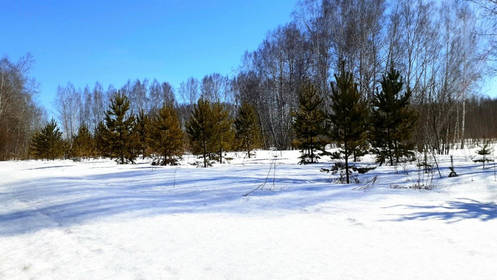 В весеннем лесу ещё снежно...   .