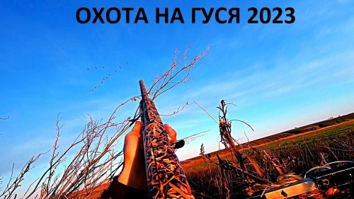 ТЫСЯЧИ ГУСЕЙ НА ПЕРЕЛЁТЕ!!!ОТКРЫТИЕ ОХОТЫ НА ГУСЯ 2023 НА РАЗЛИВАХ. САРАТОВСКАЯ ОБЛАСТЬ / MAX HUNTER