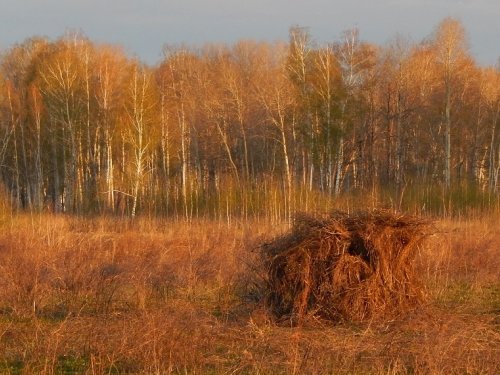 На охоту... с костылём