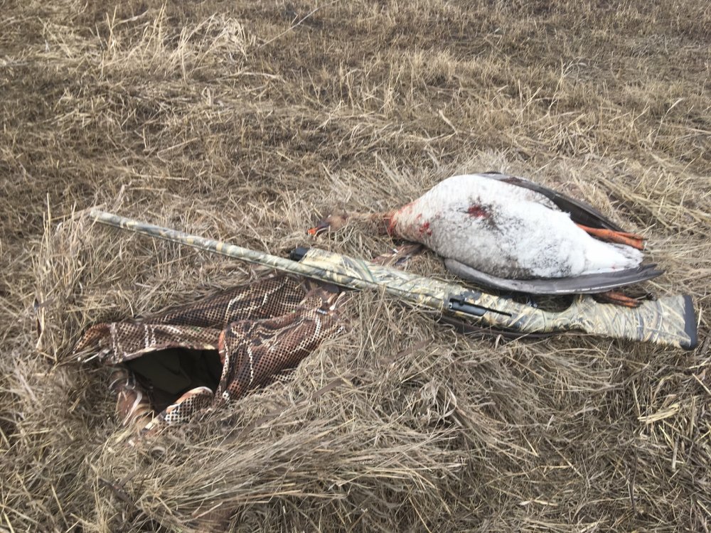Деду снова дали гуся подержать