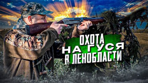 Охота на гуся 2023 в Ленобласти