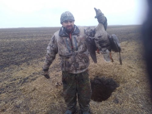 Белолобый гусь.