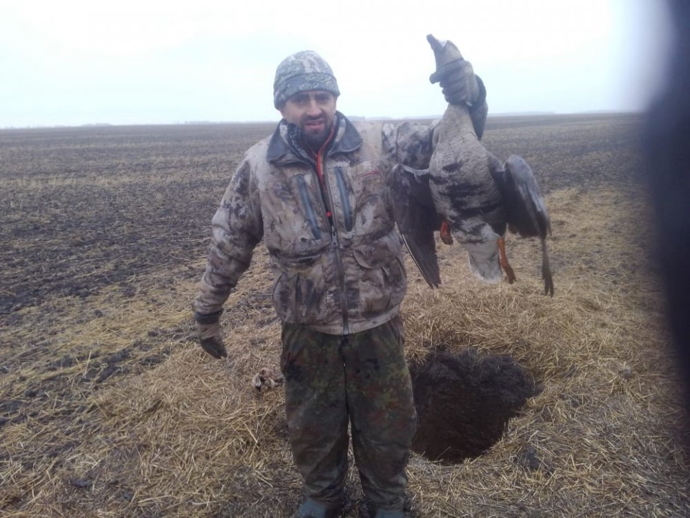 Белолобый гусь.