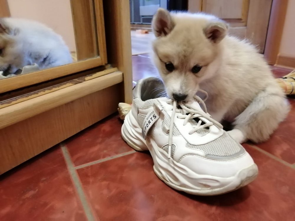 Добыча:)