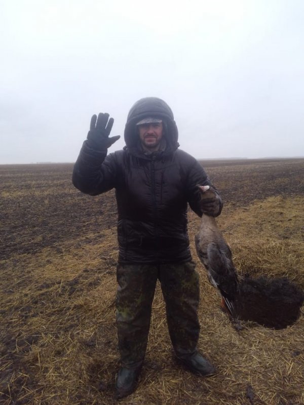 Белолобый гусь.