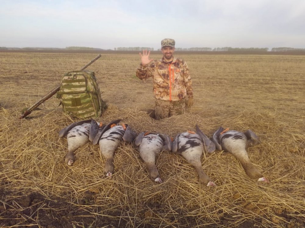 Белолобые гуси.
