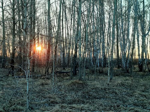 Перед утренней зорькой....