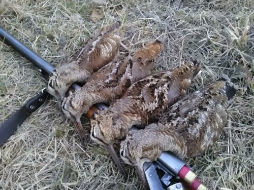 Закрытие по вальдшнепу.