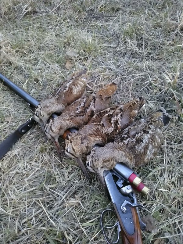 Закрытие по вальдшнепу.