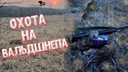 Охота на вальдшнепа