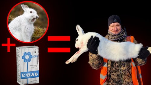 КАК поймать ЗАЙЦА - устраиваем СОЛОНЕЦ для зайца \\ Как сделать солонец?