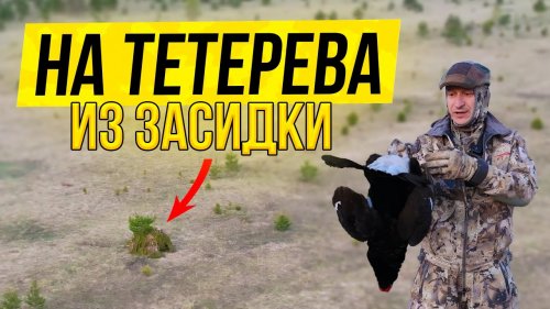 Охота на тетерева на току в охотхозяйстве узмень