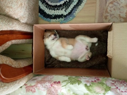 скоро на охоту