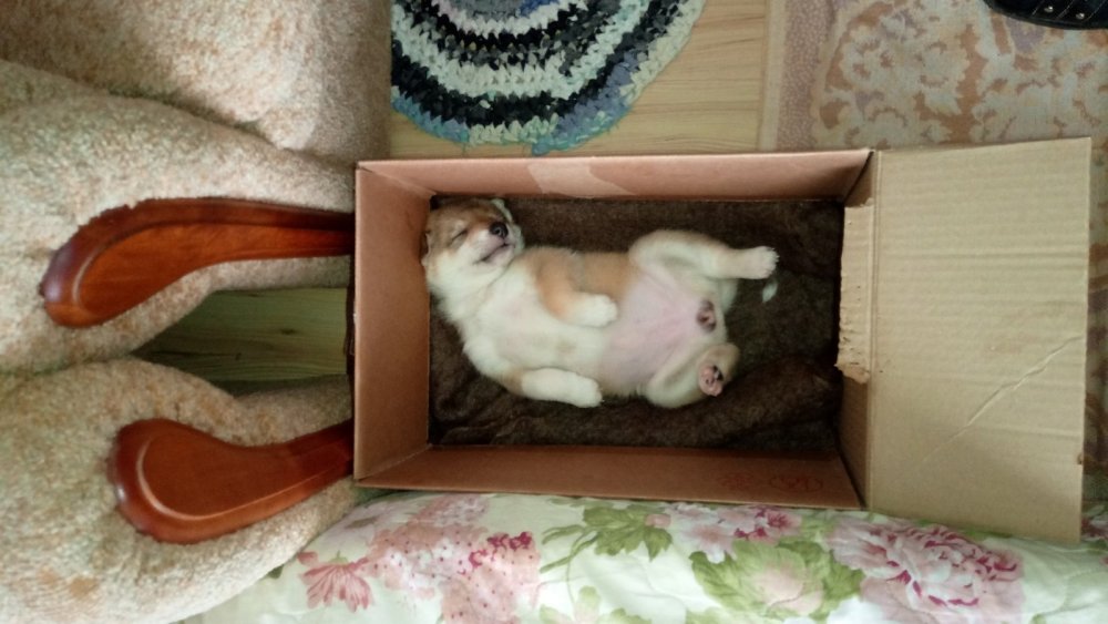 скоро на охоту