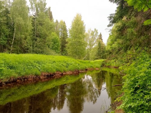лесная речка