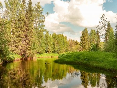лесная речка