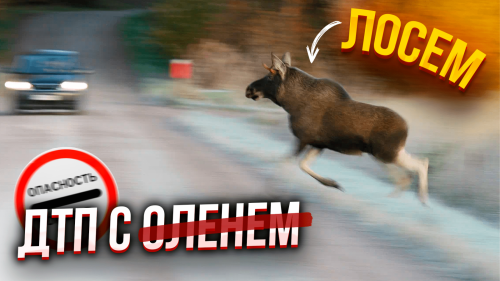 ДТП с ЛОСЕМ: самое опасное время года / Как избежать ДТП с дикими животными