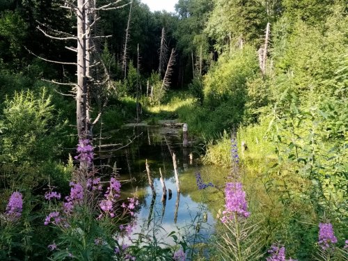 Там чудеса там Лёший бродит