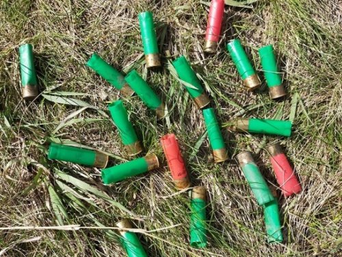 В Омской области объявили старт охоты на луговую дичь
