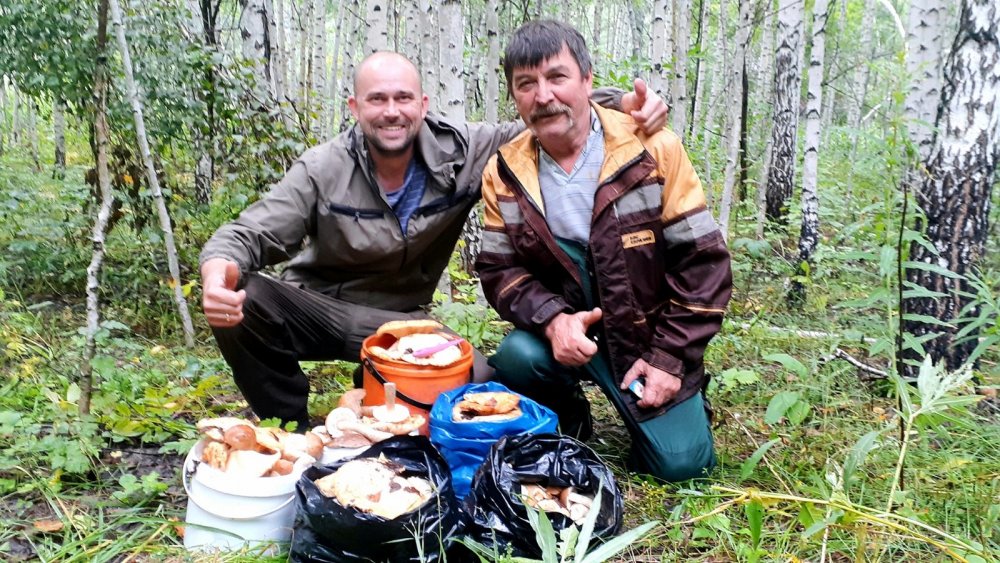Побрали сырых груздочков....