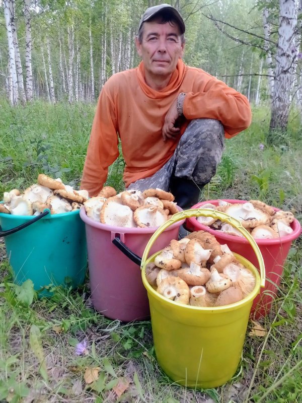 Вот и груздики пошли)))