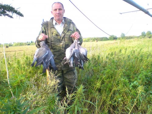 голубь