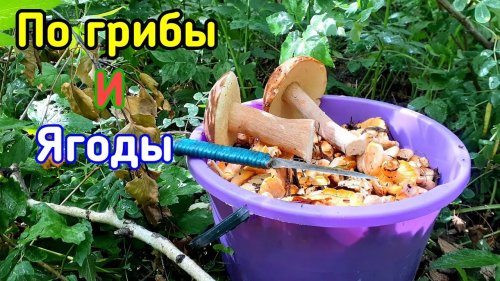 Сатанинский гриб | Набрали Лисичек | Попали под ливень