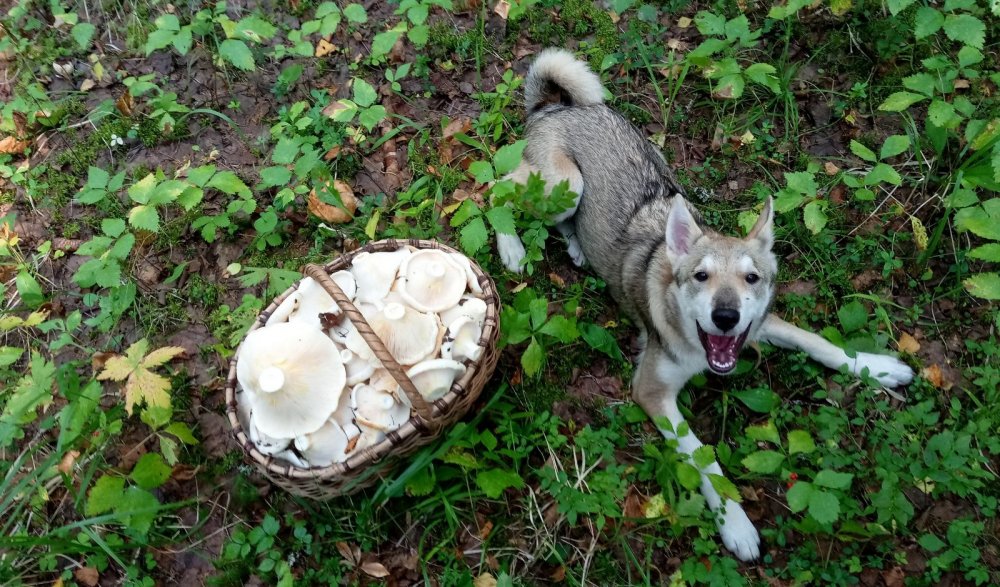 помощница