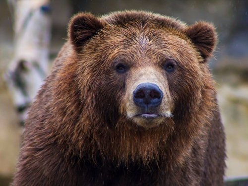 Карантин из-за случая трихинеллеза введен в Томском районе