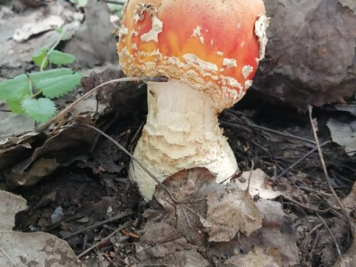 Мухоморчик:)