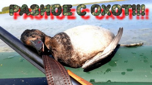 Моменты с Охот | Сбор грибов | Охота с подхода | Добор подранка |  Охота на вечёрке