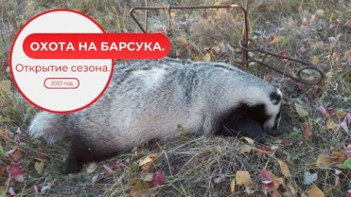 Охота на барсука