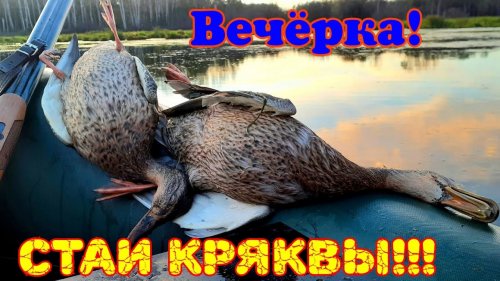 Стаи Кряковой утки | Забыл ружьё | Душевная вечёрка