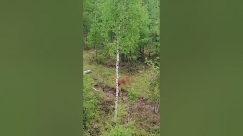 Наблюдение за козликом