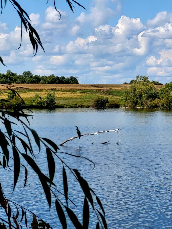 Баклан