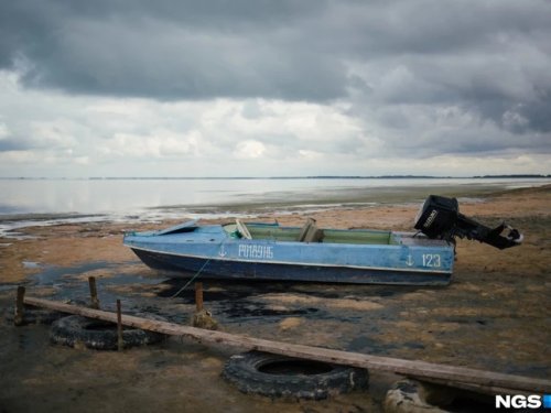 На озере Чаны появилось большое поголовье краснокнижной птицы