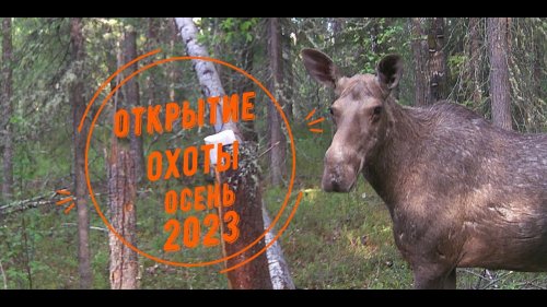 Осень 2023.  Начало. Лоси. Медведи. Без добычи не остались.
