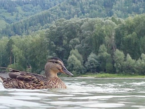 На плаву
