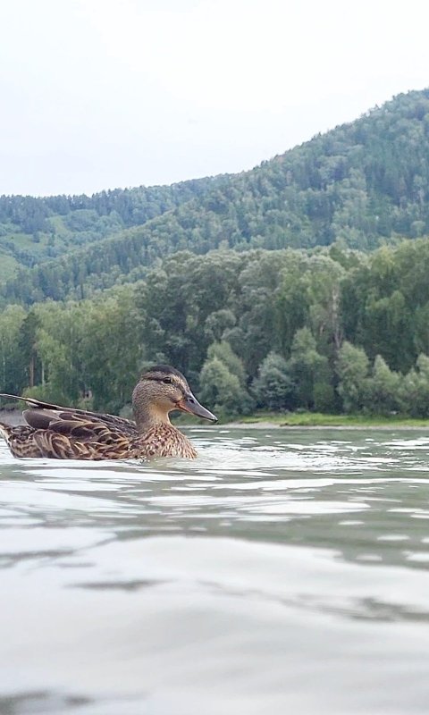 На плаву