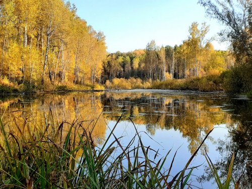Золото Осени. Озерко в лесу.
